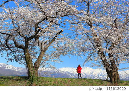 【富山県】あさひ舟川べりの満開の桜並木と北アルプス 113612090