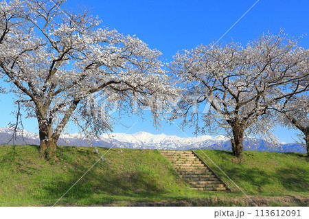 【富山県】あさひ舟川べりの満開の桜並木と北アルプス 113612091