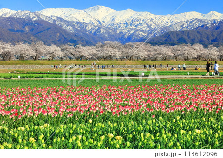 【富山県】あさひ舟川 春の四重奏（満開の桜とチューリップと菜の花と北アルプス） 113612096