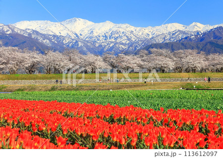 【富山県】あさひ舟川 春の四重奏（満開の桜とチューリップと菜の花と北アルプス） 113612097