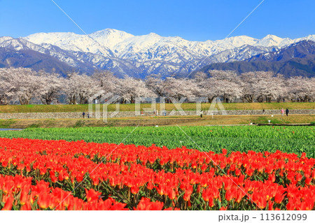 【富山県】あさひ舟川 春の四重奏（満開の桜とチューリップと北アルプス） 113612099