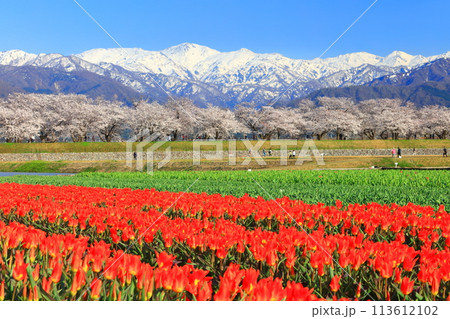 富山県】あさひ舟川 春の四重奏（満開の桜とチューリップと北アルプス