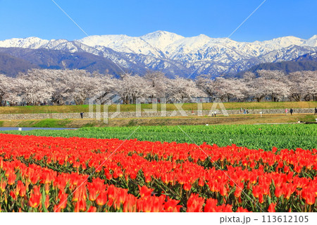 【富山県】あさひ舟川 春の四重奏(満開の桜とチューリップと北アルプス) 【富山県】あさひ舟川 春の四重奏(満開の桜とチューリップと北アルプス) 113612105