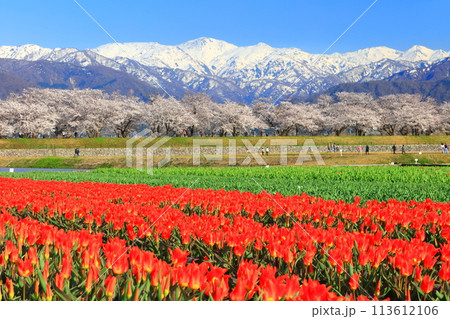 【富山県】あさひ舟川 春の四重奏（満開の桜とチューリップと北アルプス） 113612106