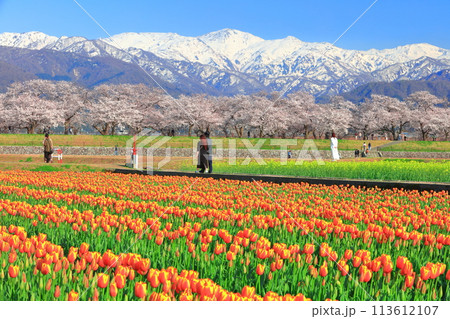 【富山県】あさひ舟川 春の四重奏(満開の桜とチューリップと菜の花と北アルプス) 【富山県】あさひ舟川 春の四重奏(満開の桜とチューリップと菜の花と北アルプス) 113612107