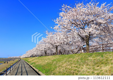 【富山県】あさひ舟川べりの満開の桜並木 【富山県】あさひ舟川べりの満開の桜並木 113612111
