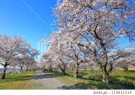 【富山県】あさひ舟川べりの満開の桜並木 113612114