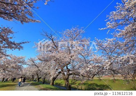 【富山県】あさひ舟川べりの満開の桜並木 113612116