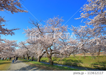 【富山県】あさひ舟川べりの満開の桜並木 113612117