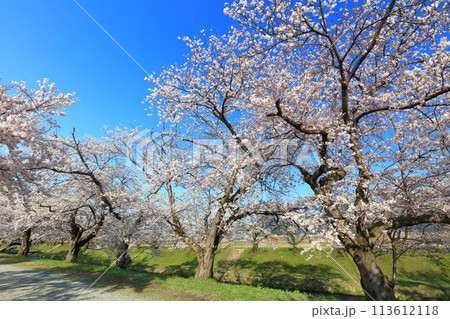 【富山県】あさひ舟川べりの満開の桜並木 【富山県】あさひ舟川べりの満開の桜並木 113612118