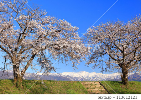 【富山県】あさひ舟川べりの満開の桜並木と北アルプス 113612123