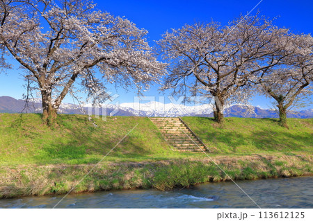 【富山県】あさひ舟川べりの満開の桜並木と北アルプス 113612125