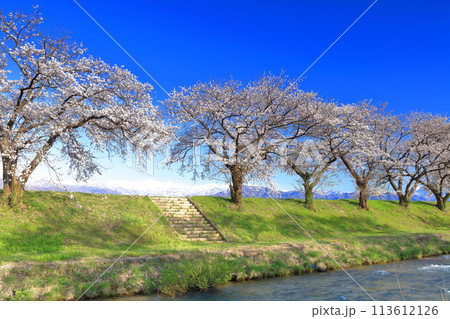 【富山県】あさひ舟川べりの満開の桜並木と北アルプス 113612126