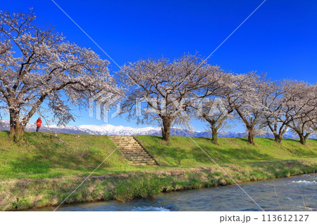 【富山県】あさひ舟川べりの満開の桜並木と北アルプス 【富山県】あさひ舟川べりの満開の桜並木と北アルプス 113612127