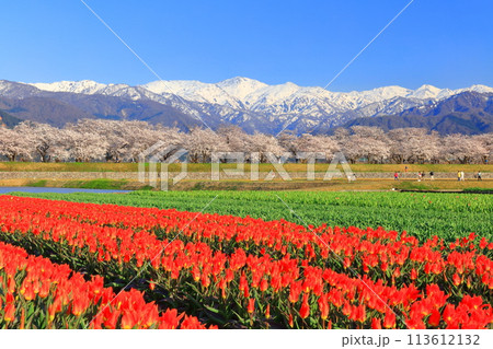 【富山県】あさひ舟川 春の四重奏（満開の桜とチューリップと北アルプス） 113612132