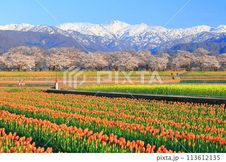 【富山県】あさひ舟川 春の四重奏(満開の桜とチューリップと菜の花と北アルプス) 【富山県】あさひ舟川 春の四重奏(満開の桜とチューリップと菜の花と北アルプス) 113612135
