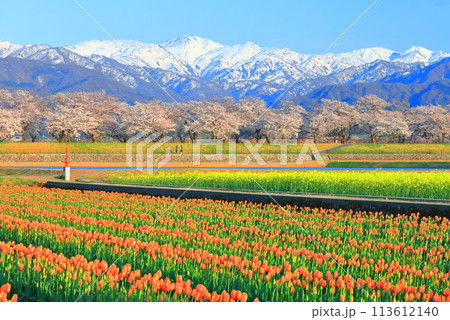 【富山県】あさひ舟川 春の四重奏(満開の桜とチューリップと菜の花と北アルプス) 【富山県】あさひ舟川 春の四重奏(満開の桜とチューリップと菜の花と北アルプス) 113612140