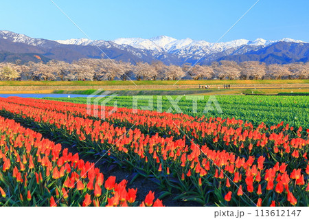 【富山県】あさひ舟川 春の四重奏（満開の桜とチューリップと北アルプス） 113612147