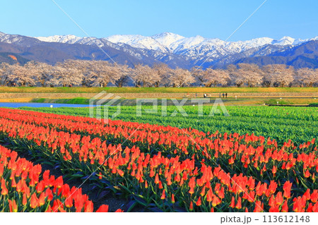 【富山県】あさひ舟川 春の四重奏（満開の桜とチューリップと北アルプス） 113612148