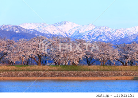 【富山県】あさひ舟川べりの満開の桜並木と北アルプス 113612153