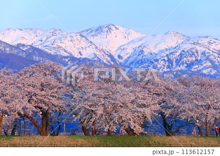 【富山県】あさひ舟川べりの満開の桜並木 113612157