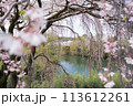 枝垂れ桜　ため池(香川県) 113612261