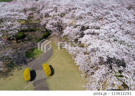 ロマンチック茨城(日立市十王町のUFOより?桜並木を眺める。)日立市、十王パノラマ公園・UFO展望台 ロマンチック茨城(日立市十王町のUFOより?桜並木を眺める。)日立市、十王パノラマ公園・UFO展望台 113612291