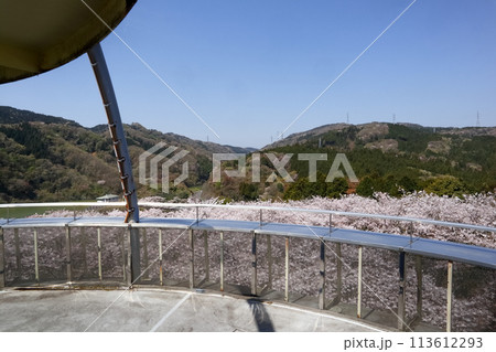 ロマンチック茨城（豊かな自然と山々、雲のような桜のじゅうたんに包まれる。）日立市、十王パノラマ公園 113612293