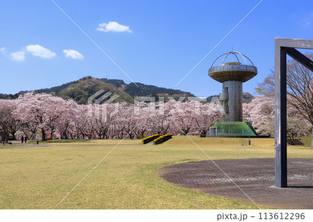 ロマンチック茨城(十王ダムを見下ろす高台に澄んだ青空の下に広がる400本の桜。)日立市、パノラマ公園 ロマンチック茨城(十王ダムを見下ろす高台に澄んだ青空の下に広がる400本の桜。)日立市、パノラマ公園 113612296