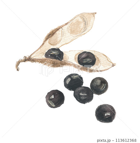 水彩で描いた 黒豆と鞘 水彩で描いた 黒豆と鞘 113612368
