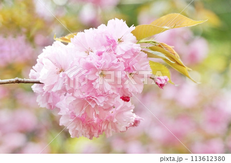 ピンク色の可愛い八重桜 ピンク色の可愛い八重桜 113612380