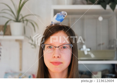 Budgerigar playing with girls glasses. Budgie. Funny blue purple parakeet sitting on owner head. Cute violet tamed bird having fun with teen. Friendship, relationship with Pets. Cute domestic animals 113612604