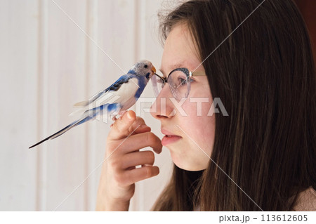 Budgerigar playing with girls glasses. Budgie. Funny blue purple parakeet sitting on owner head. Cute violet tamed bird having fun with teen. Friendship, relationship with Pets. Cute domestic animals 113612605