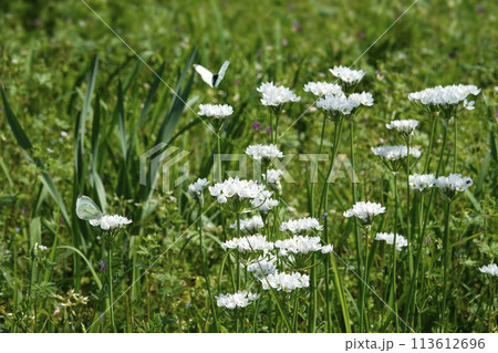 春4月野原に咲く白いニラの花と白い蝶 113612696