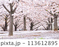 桜のピンク色に染まった桜並木 113612895