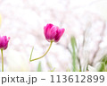 春の桜に咲く紫のチューリップ 113612899