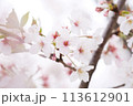 ピンク色の雰囲気に咲く桜 113612901