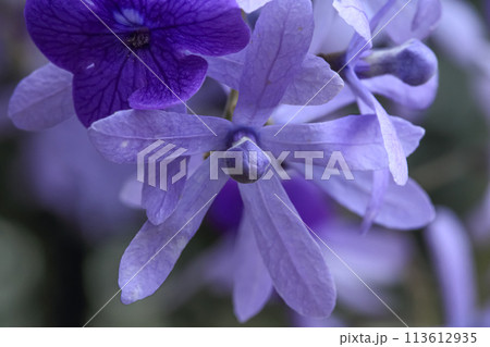 花 フラワー お花 113612935