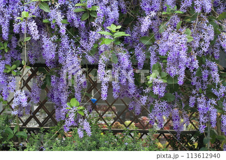 花 フラワー お花 113612940