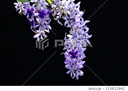 花 フラワー お花 113612942