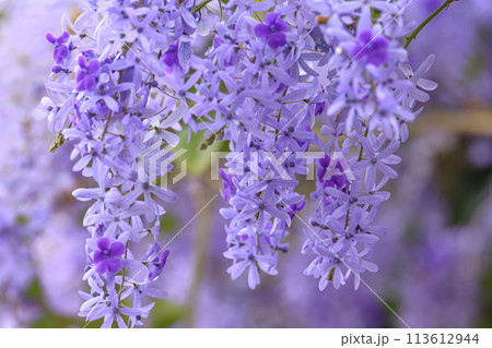 花 フラワー お花 113612944