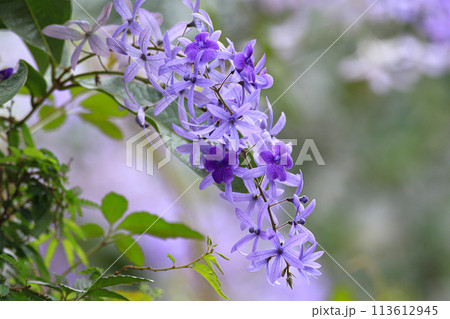 花 フラワー お花 113612945