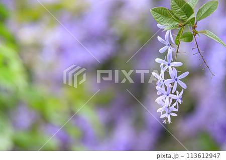 花 フラワー お花 113612947
