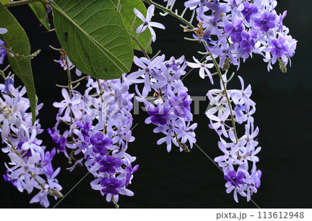 花 フラワー お花 113612948