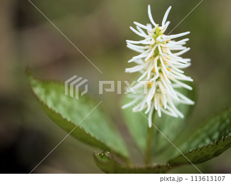 4月に咲いた白くて可憐な花「一人静（ヒトリシズカ）」 113613107
