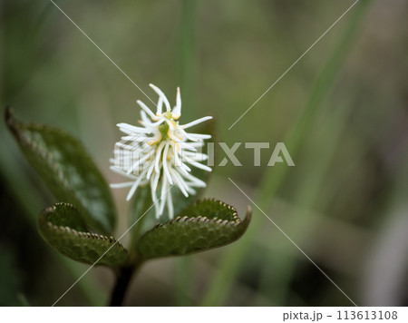 4月に咲いた白くて可憐な花「一人静（ヒトリシズカ）」 113613108