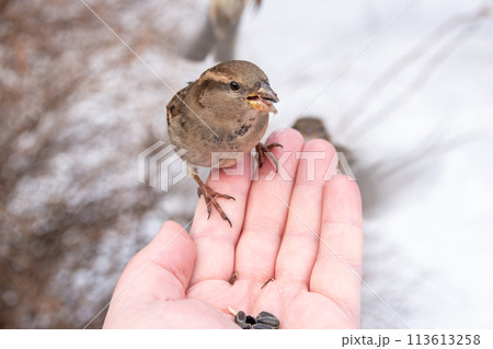 A sparrow sits on a man's hand and eats seeds. 113613258