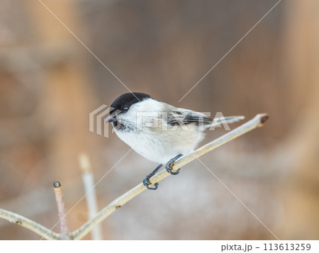 Cute bird the willow tit, song bird sitting on a branch without leaves in the winter. 113613259