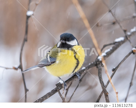 Cute bird Great tit, songbird sitting on the fir branch with snow in winter 113613278