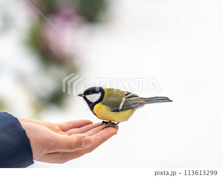 A tit sits on a man's hand and eats seeds. 113613299